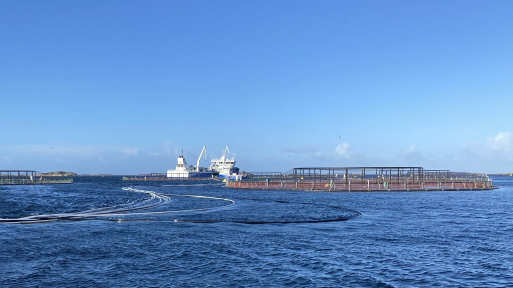 frøy stort bilde